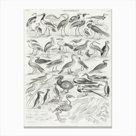 Ornithology, Oliver Goldsmith 4 Canvas Print