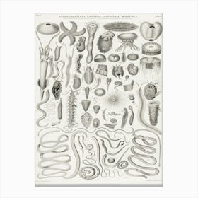 Echinodermata, Entozoa, Infusoria, Mollusca, Oliver Goldsmith Canvas Print