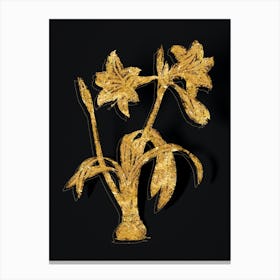 Vintage Brazilian Amaryllis Botanical in Gold on Black n.0039 Canvas Print