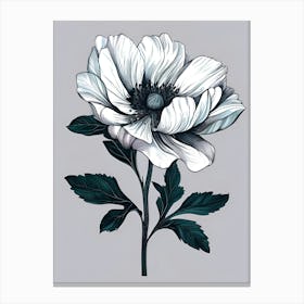 Anemone 2 Canvas Print