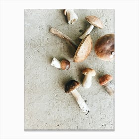 Mushrooms On Concrete Canvas Print