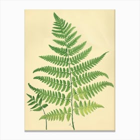 Vintage Illustration Southern Maidenhair Fern 1 Canvas Print