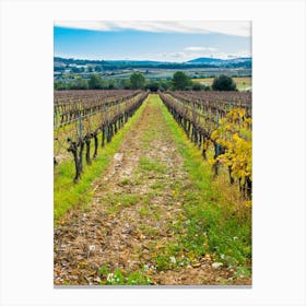 Vineyards In The Autumn 20211128 175ppub Canvas Print