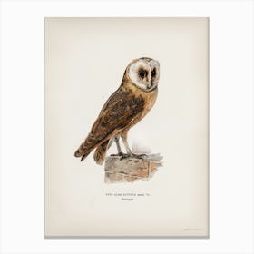 Tyto Alba Guttata Owl, The Von Wright Brothers Canvas Print