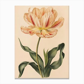 Tulip 7 Canvas Print