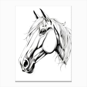 Horse Head Drawing 2 Canvas Print