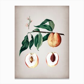 Vintage Peach Botanical on Parchment 1 Canvas Print