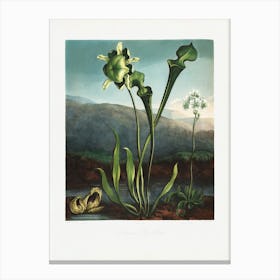 Vintage Botanical Temple Of Flora _2476822 Canvas Print