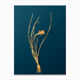 Vintage Daffodil Botanical in Gold on Teal Blue n.0039 Canvas Print