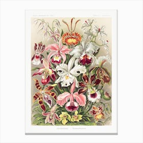 Orchideae–Denusblumen Orchid Variations, Ernst Haeckel Vintage Canvas Print