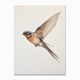 Vintage Bird Drawing Barn Swallow Canvas Print