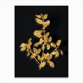 Vintage Italian Buckthorn Botanical in Gold on Black n.0347 Canvas Print