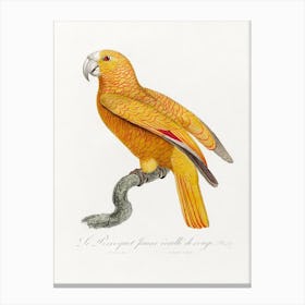 The Parrot Of Paradise Of Cuba From Natural History Of Parrots, Francois Levaillant Canvas Print