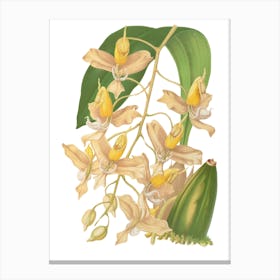 Orchids 6 Canvas Print