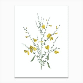 Vintage Yellow Broom Flowers Botanical Illustration on Pure White n.0225 Canvas Print