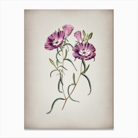 Vintage Large Purple Chilian Evening Primrose Botanical on Parchment n.0337 Canvas Print