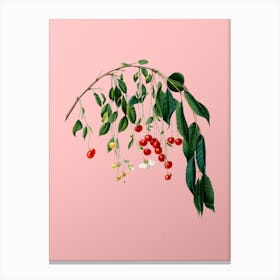 Vintage Visciola Cherries Botanical on Soft Pink n.0860 Canvas Print