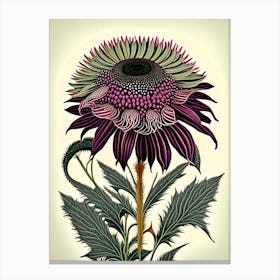 Echinacea Flower Canvas Print