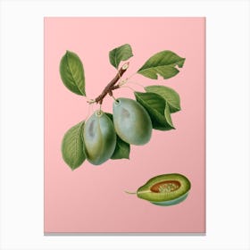 Vintage Plum Botanical on Soft Pink n.0697 Canvas Print