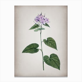 Vintage Morning Glory Flower Botanical on Parchment n.0637 Canvas Print