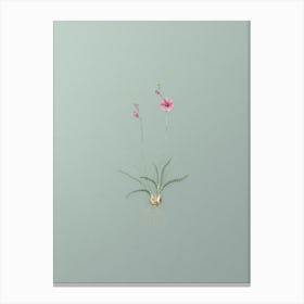 Vintage Ixia Crispa Botanical Art on Mint Green n.0134 Canvas Print