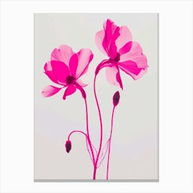 Hot Pink Cyclamen 1 Canvas Print