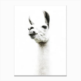 Llama I Canvas Print