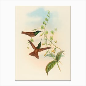 Hummingbirds 2 Canvas Print