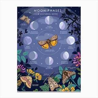Moon Phases And Nocturnal Moths Canvas Print