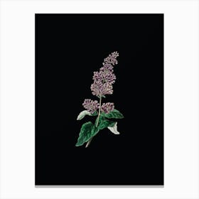 Vintage Lady Josika's Lilac Flower Botanical Illustration on Solid Black n.0499 Canvas Print