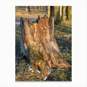 Colourful wood of an old tree in a park 1 Canvas Print
