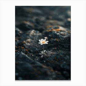 Flower In The Sand 1 Canvas Print