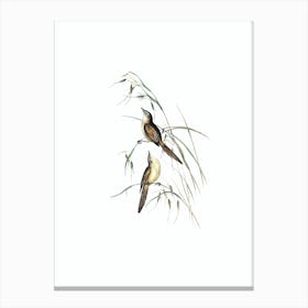Vintage Tawny Grassbird Bird Illustration on Pure White n.0405 Canvas Print