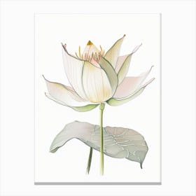 American Lotus Pencil Illustration 6 Canvas Print