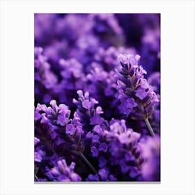 Lavender Flowers 6 Canvas Print