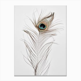Peacock Feather 1 Canvas Print