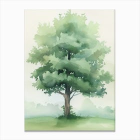Boxwood Tree Atmospheric Watercolour Painting 1 Canvas Print