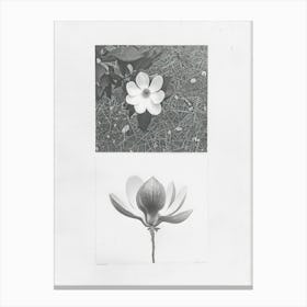 Magnolia Flower Photo Collage 4 Canvas Print