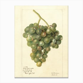 Grapes 2 Canvas Print