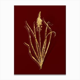 Vintage Wild Asparagus Botanical in Gold on Red n.0478 Canvas Print