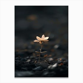 Small Flower On The Ground Canvas Print