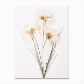 Pressed Flower Botanical Art Flax Flower 4 Canvas Print