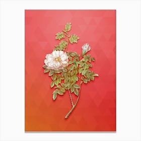 Vintage Ventenat's Rose Botanical Art on Fiery Red n.0363 Canvas Print