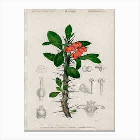 Euphorbia Splendens, Charles Dessalines D' Orbigny Canvas Print