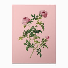 Vintage Rose of the Hedges Botanical on Soft Pink n.0111 Canvas Print