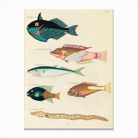 Colourful And Surreal Illustrations Of Fishes Found In Moluccas (Indonesia) And The East Indies, Louis Renard(59) Canvas Print
