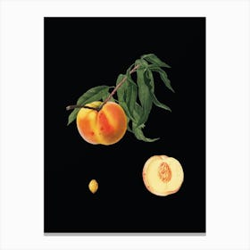 Vintage Peach Botanical Illustration on Solid Black Canvas Print
