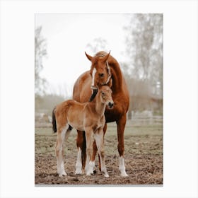 Mama And Baby Horse Canvas Print