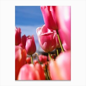 Pink Tulips 4 Canvas Print