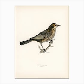 Blackbird, The Von Wright Brothers Canvas Print